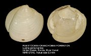 PLEISTOCENE-OKEECHOBEE FORMATION Lucina pensylvanica